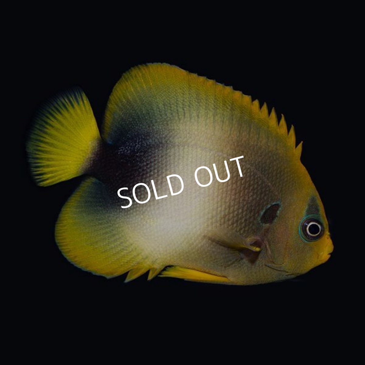 画像2: ウエストアフリカンエンゼル(アフリカヌス) M (2)