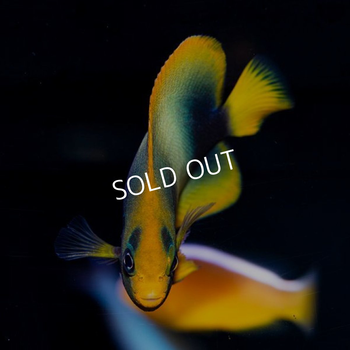 画像3: ウエストアフリカンエンゼル(アフリカヌス) M (3)