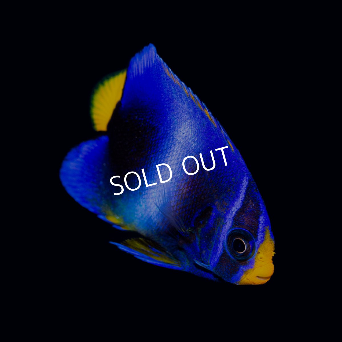 画像3: ウエストアフリカンエンゼル（アフリカヌス）ブルー (3)