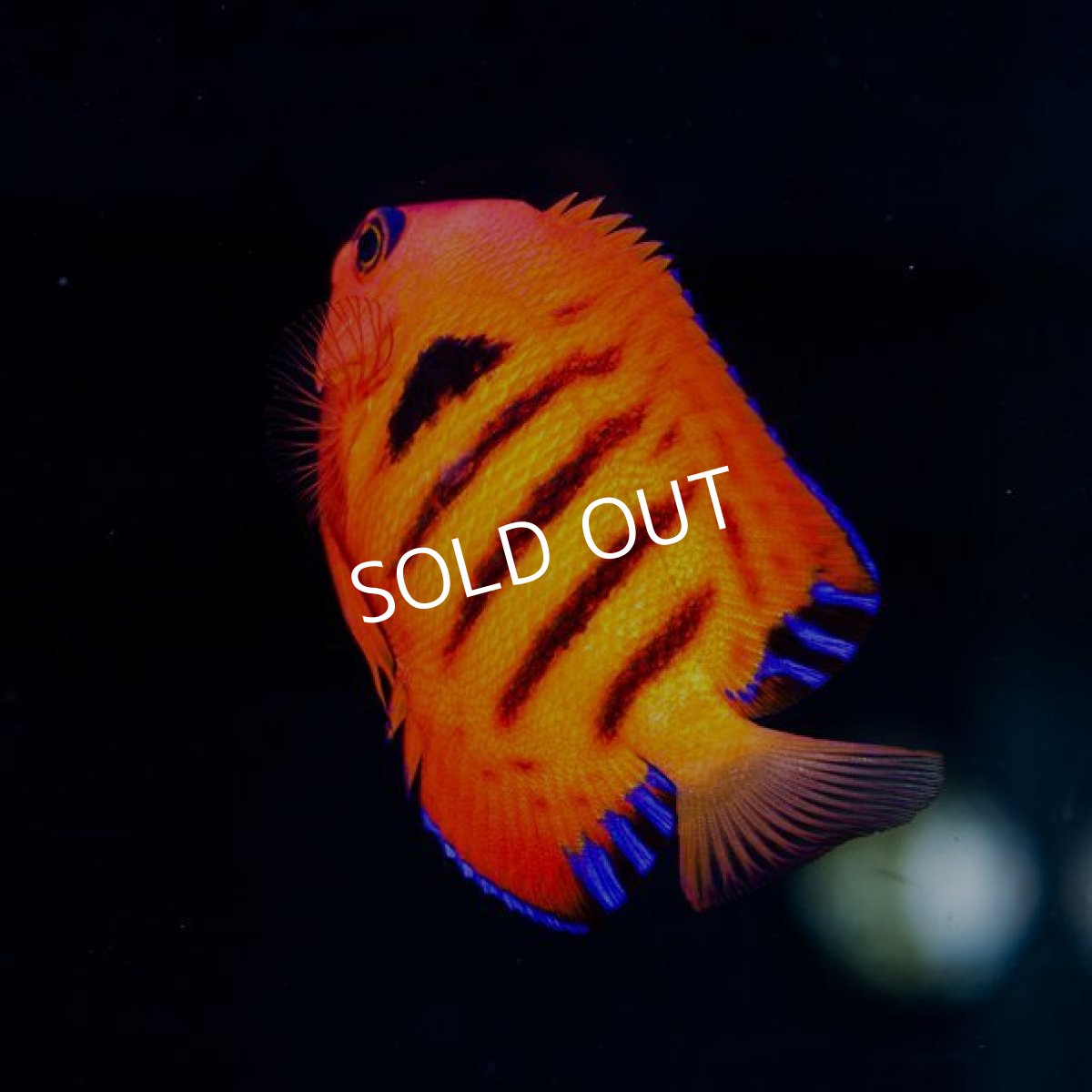 画像2: フレームエンゼル (2)