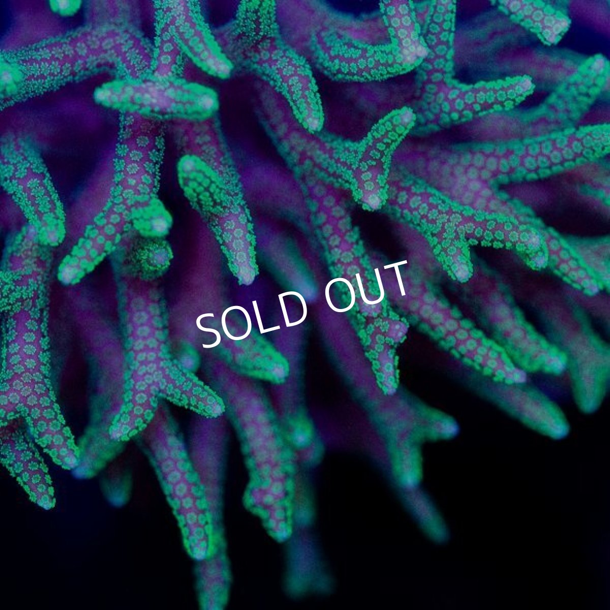 画像2: CDU Seriatopora sp. Ultra No.124 (2)