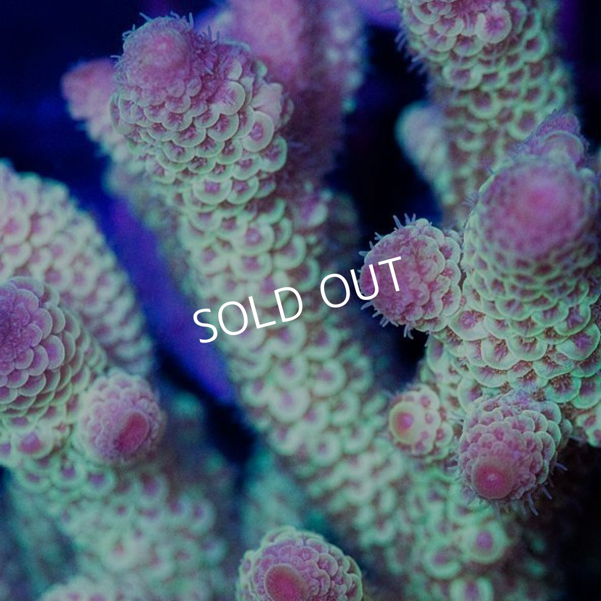 画像2: CDU Acropora sp. Ultra No.123 (2)