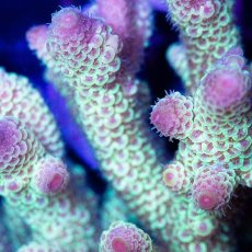 画像2: CDU Acropora sp. Ultra No.123 (2)