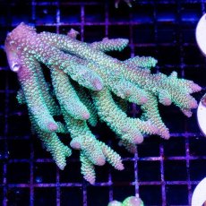 画像1: CDU Acropora sp. Ultra No.122 (1)