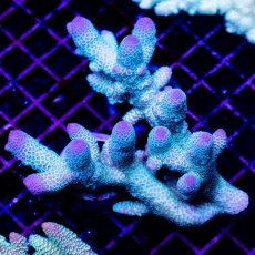 画像1: CDU Acropora sp. Ultra No.121 (1)