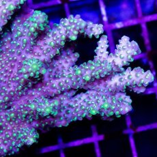 画像2: CDU Acropora Solar Eruption No.127 (2)