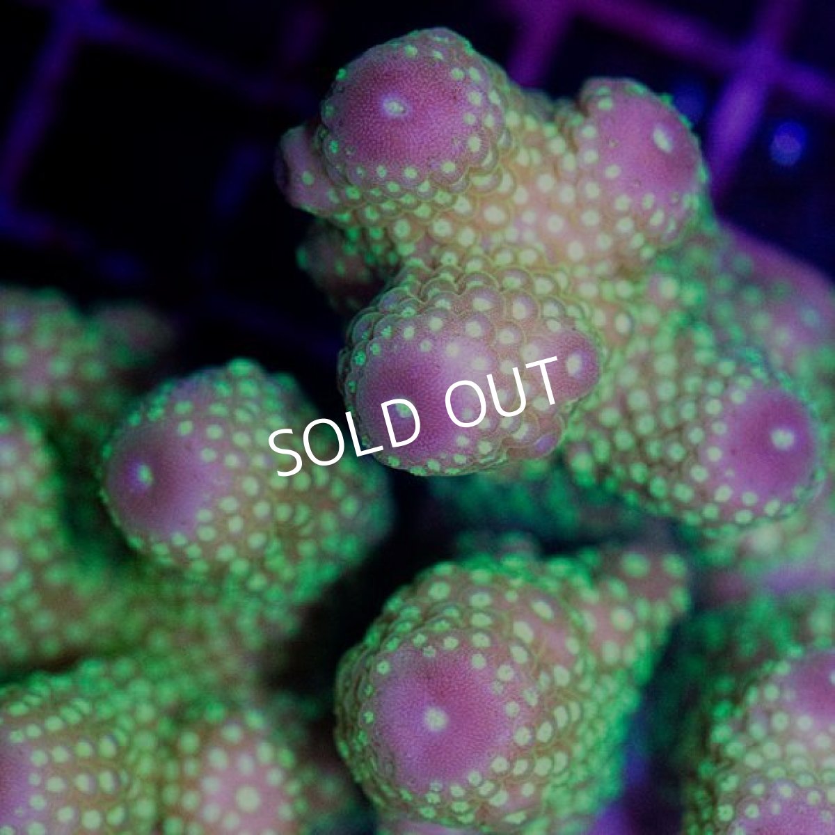 画像2: CDU Acropora sp. Ultra No.120 (2)