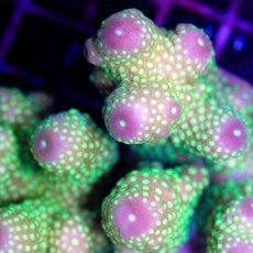 画像2: CDU Acropora sp. Ultra No.120 (2)