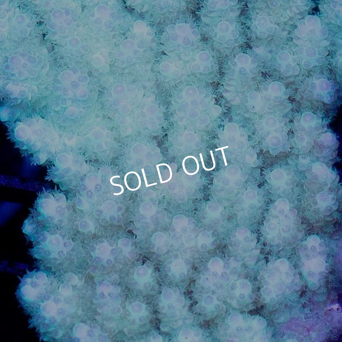 画像2: CDU Acropora sp. Ultra No.125 (2)