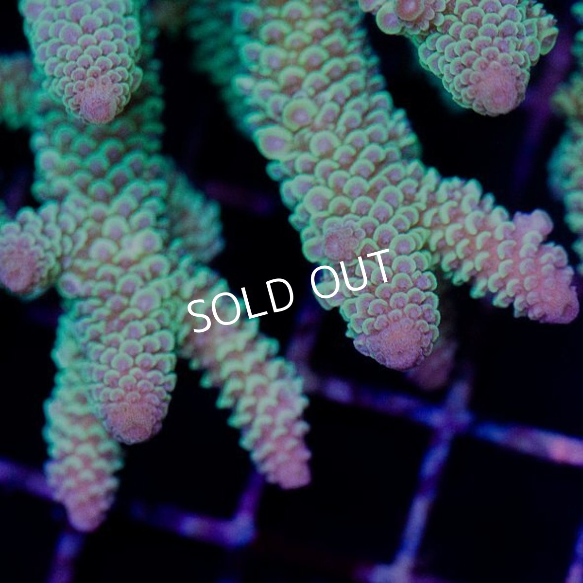 画像2: CDU Acropora sp. Ultra No.122 (2)