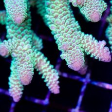 画像2: CDU Acropora sp. Ultra No.122 (2)