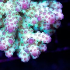 画像2: CDU Acropora sp. Ultra No.130 (2)