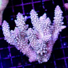 画像1: CDU Acropora Joker No.135 (1)