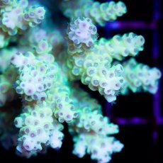 画像2: CDU Acropora sp. Ultra No.133 (2)