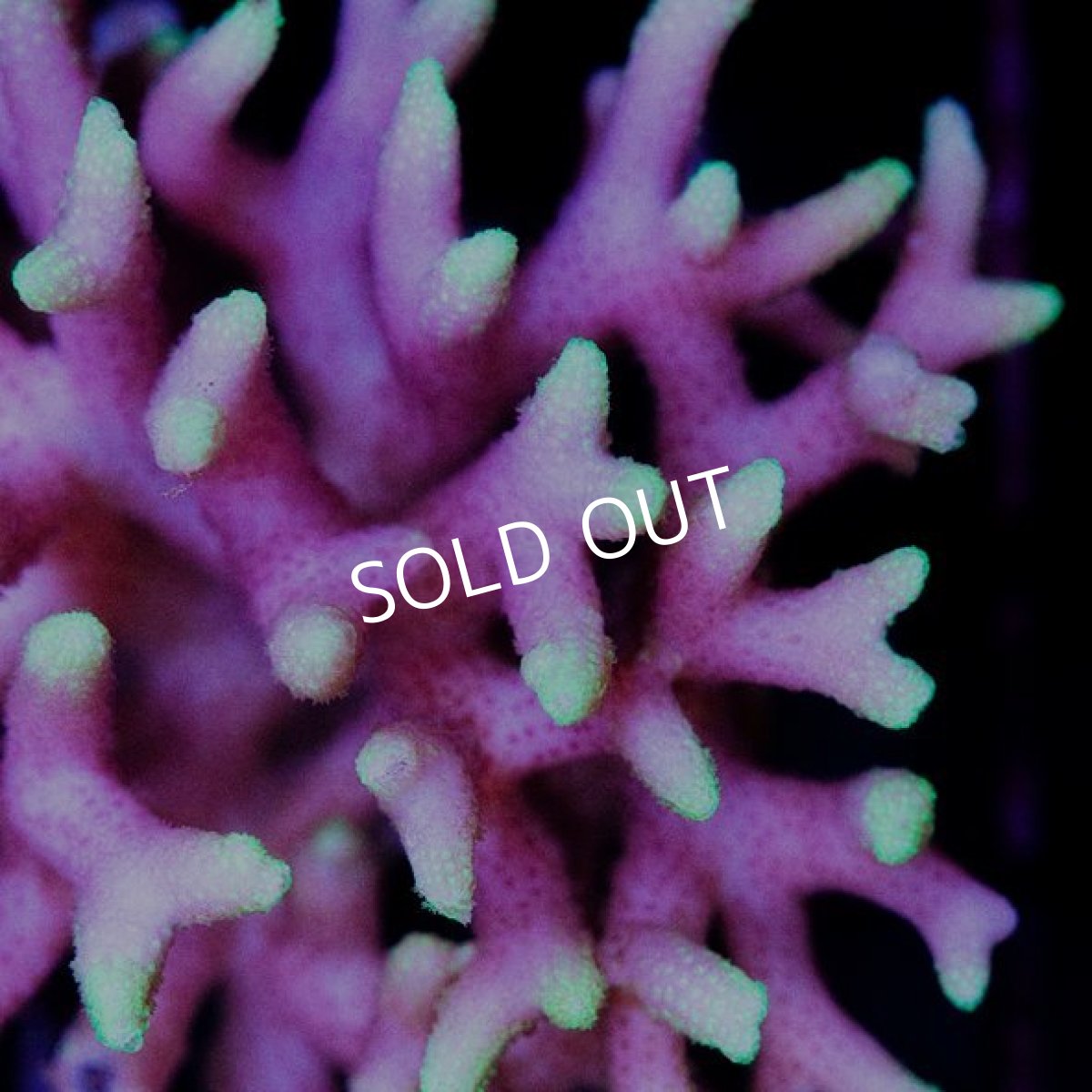 画像2: CDU Seriatopora sp. Ultra No.129 (2)