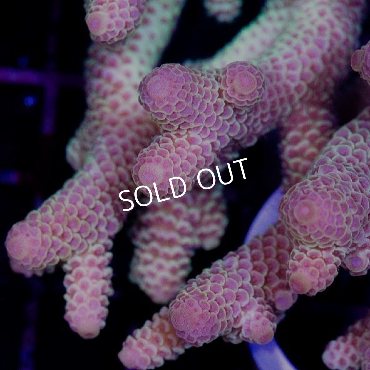 画像2: CDU Acropora sp. Ultra No.132 (2)