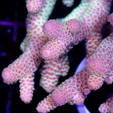 画像2: CDU Acropora sp. Ultra No.132 (2)