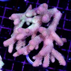 画像1: CDU Acropora sp. Ultra No.132 (1)