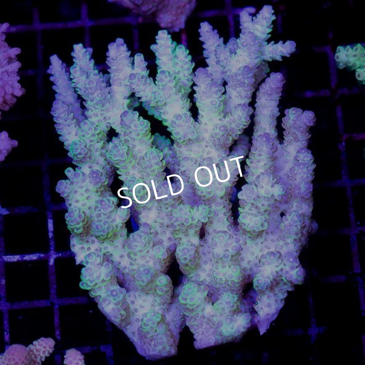 画像1: CDU Acropora sp. Ultra No.134 (1)