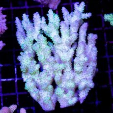 画像1: CDU Acropora sp. Ultra No.134 (1)