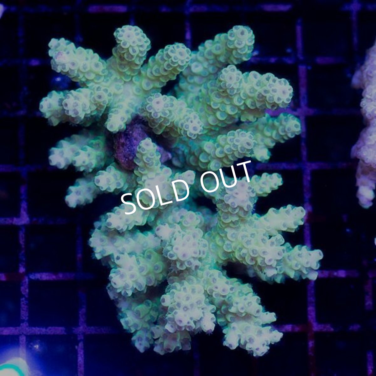 画像1: CDU Acropora sp. Ultra No.133 (1)