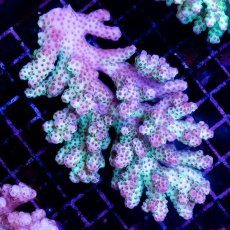 画像1: CDU Acropora sp. Ultra No.131 (1)