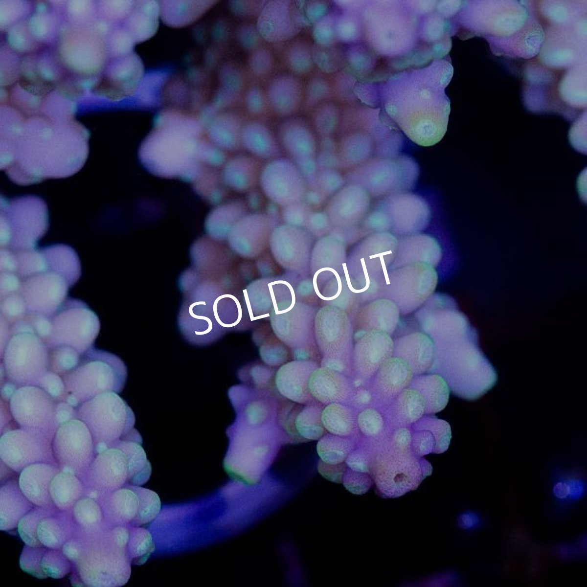 画像2: CDU Acropora Joker No.135 (2)