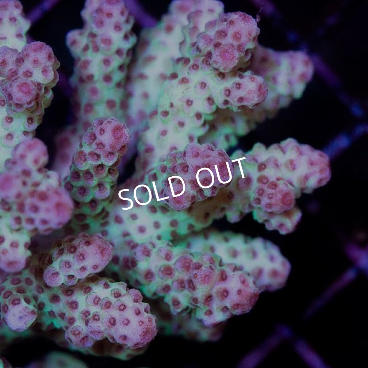 画像2: CDU Acropora sp. Ultra No.131 (2)