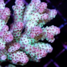 画像2: CDU Acropora sp. Ultra No.131 (2)