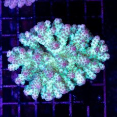 画像1: CDU Acropora sp. Ultra No.130 (1)