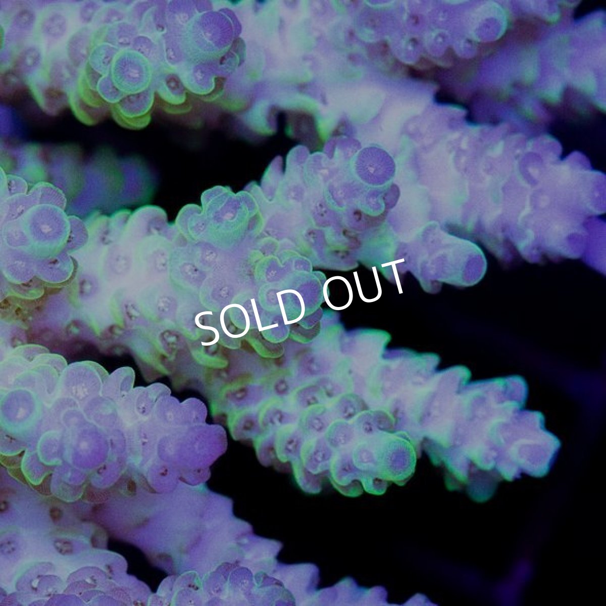 画像2: CDU Acropora sp. Ultra No.134 (2)