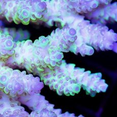 画像2: CDU Acropora sp. Ultra No.134 (2)