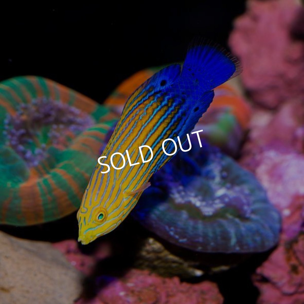 画像2: フェミニンラス（サウスシーズラス） (2)