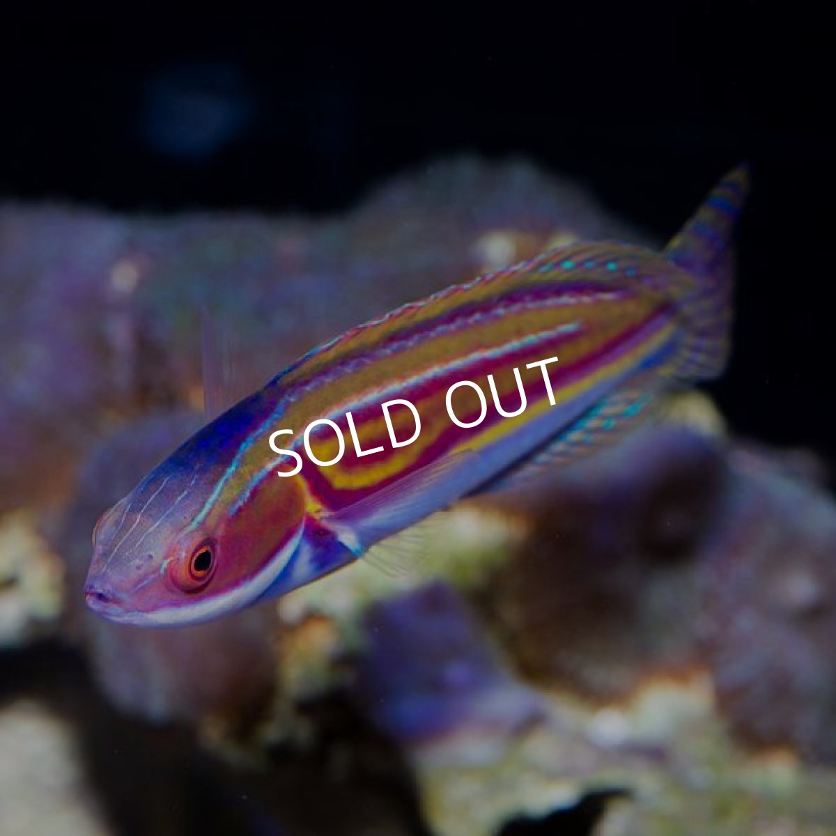 画像2: ラボウテッドラス (2)