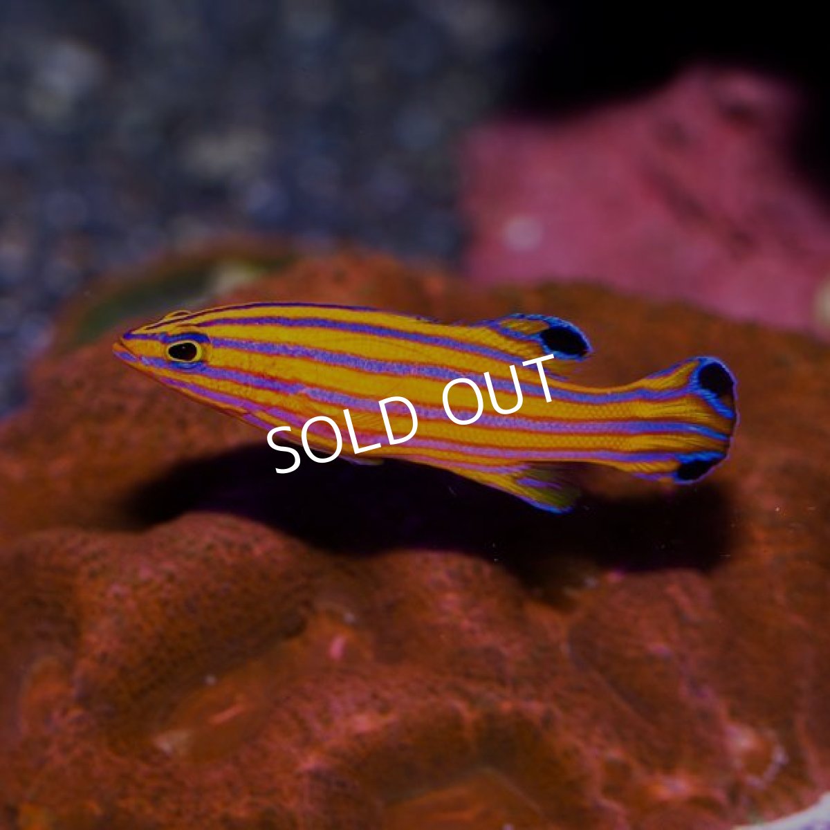 画像2: キャンディーバスレット (2)