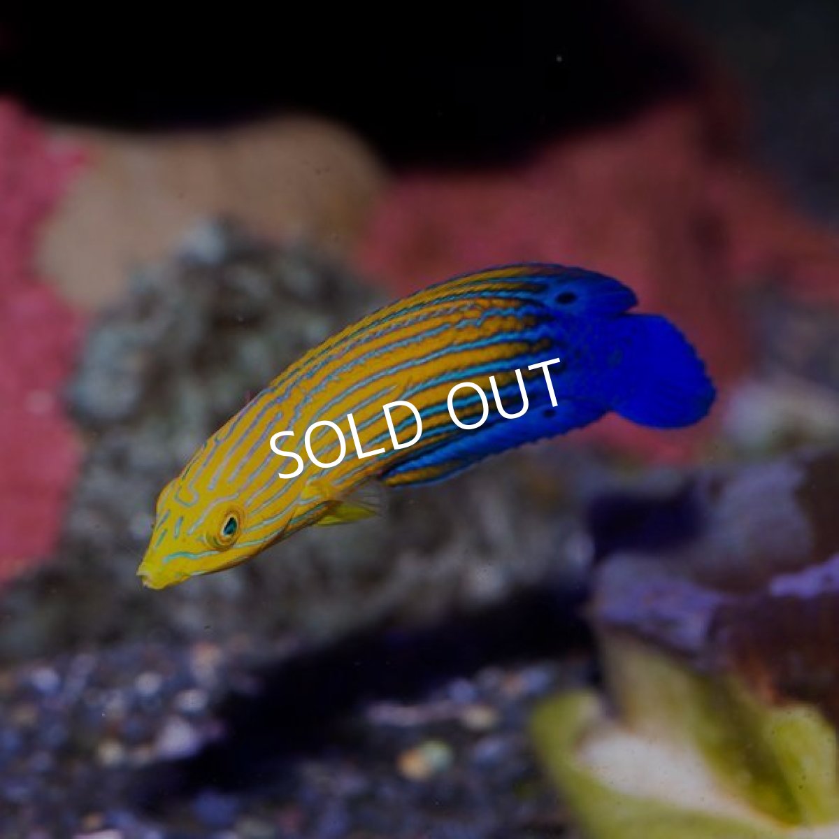 画像3: フェミニンラス（サウスシーズラス） (3)