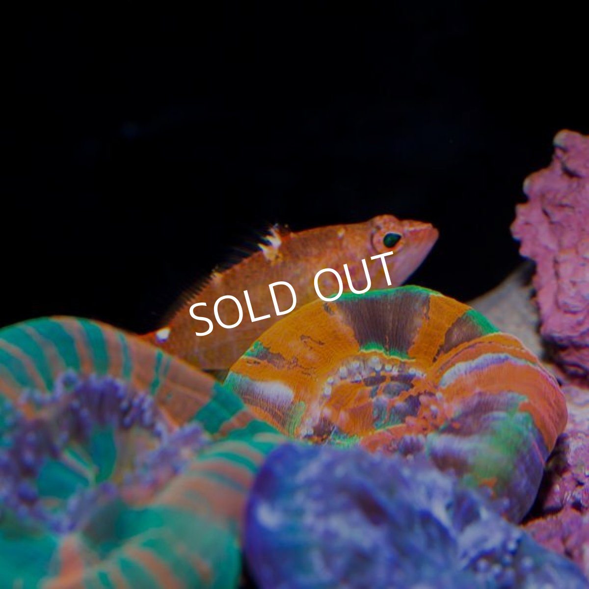 画像3: デイゴハナダイ Plectranthias winniensis (3)