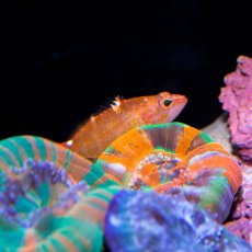 画像3: デイゴハナダイ Plectranthias winniensis (3)