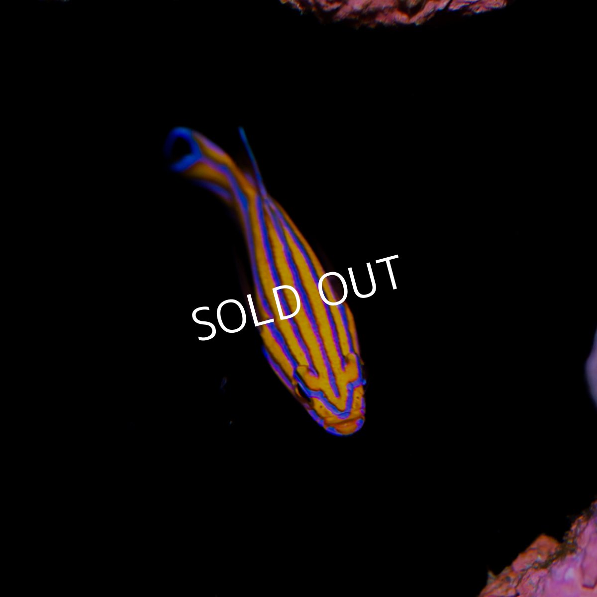 画像3: キャンディーバスレット (3)