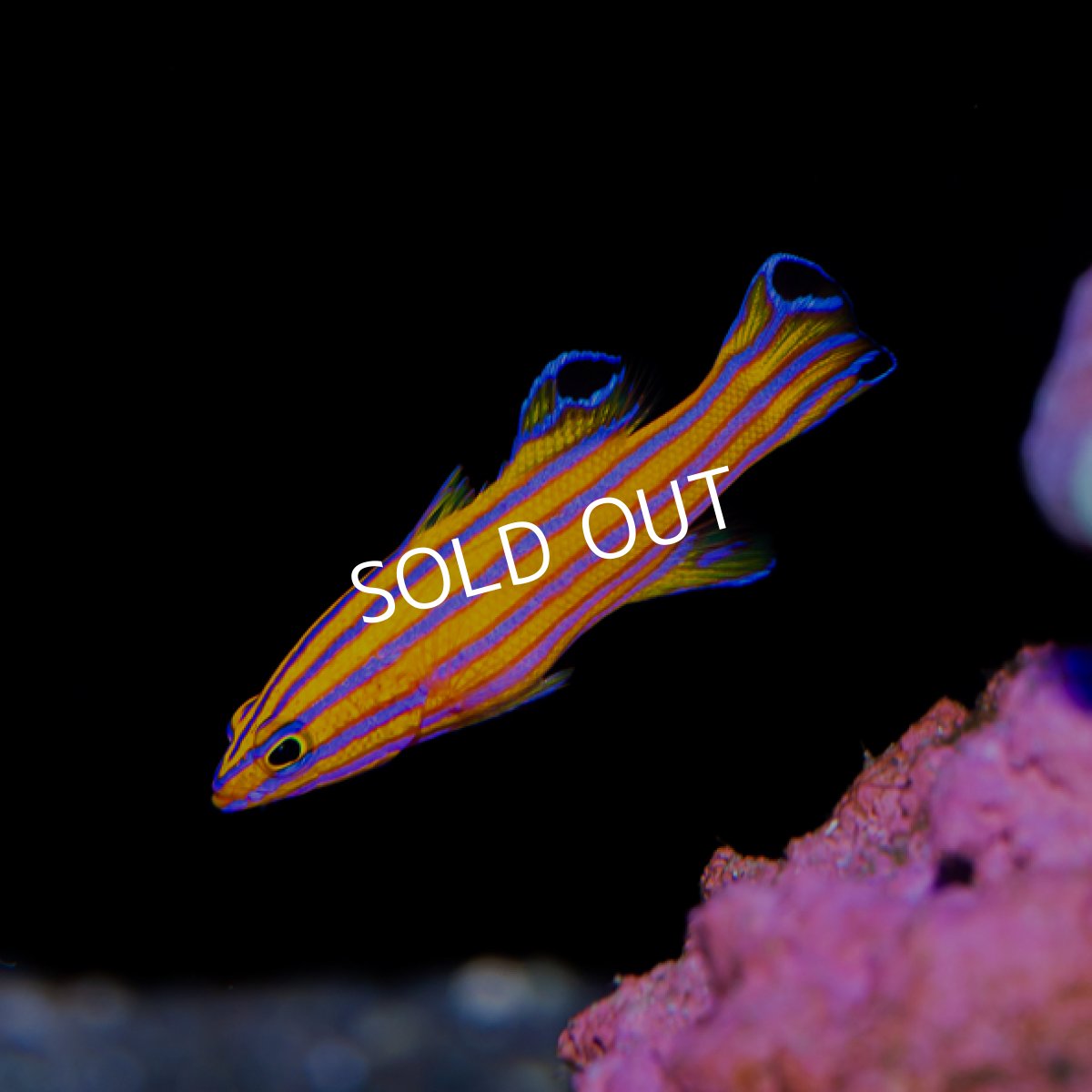 画像4: キャンディーバスレット (4)