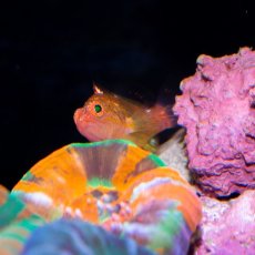 画像1: デイゴハナダイ Plectranthias winniensis (1)