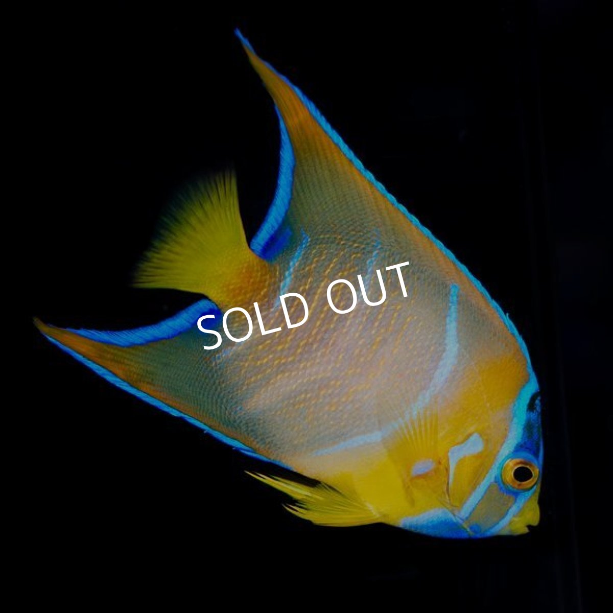 画像2: クイーンエンゼル　M (2)