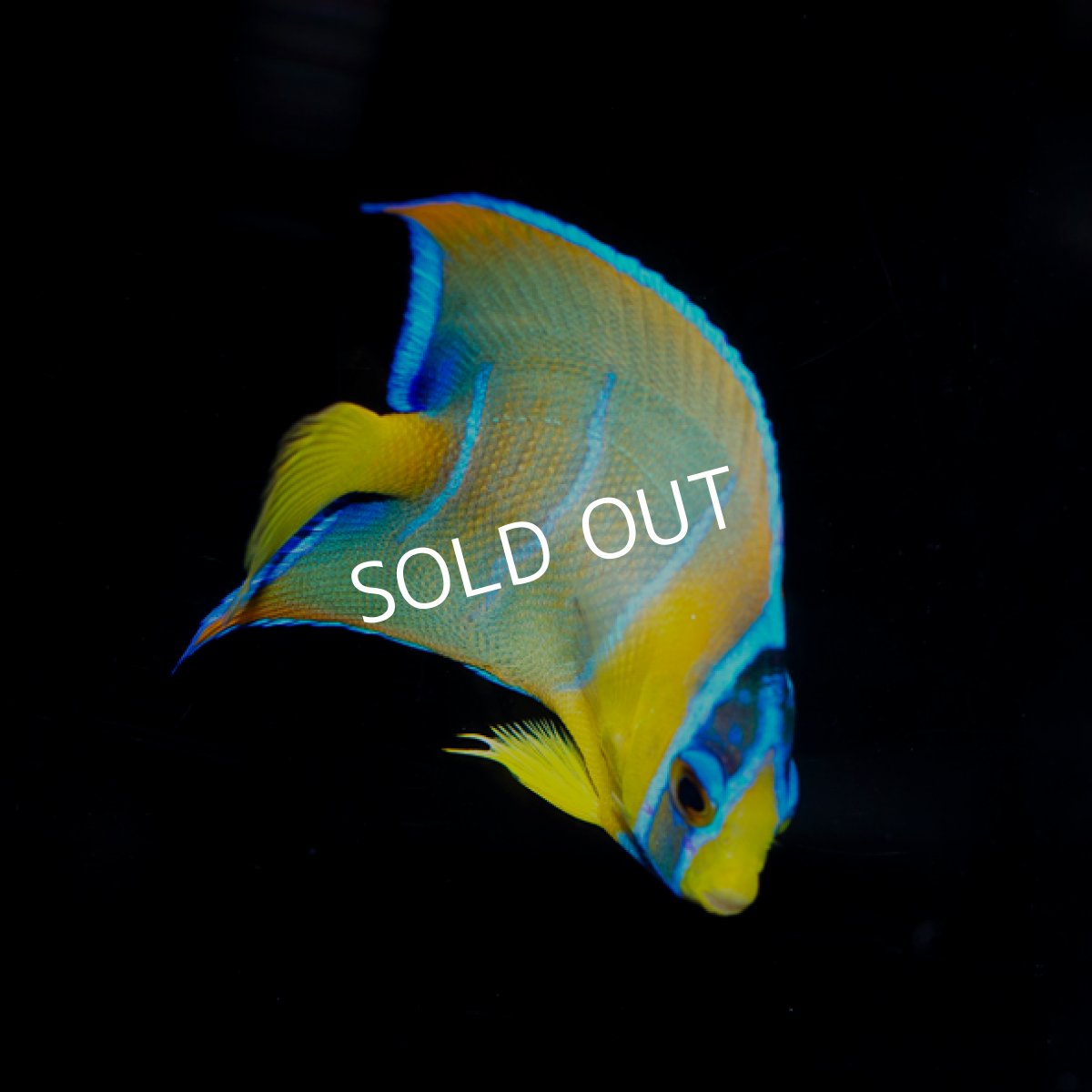 画像2: クイーンエンゼル SM (2)