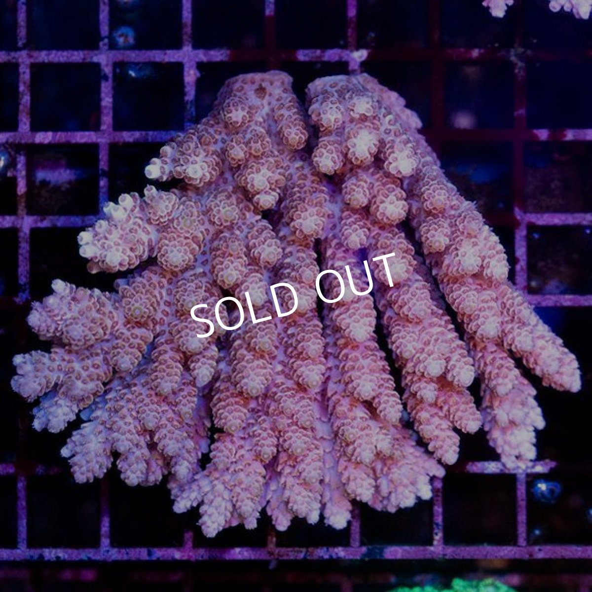 画像1: CDU Acropora sp. Ultra No.136 (1)