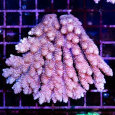 画像1: CDU Acropora sp. Ultra No.136 (1)