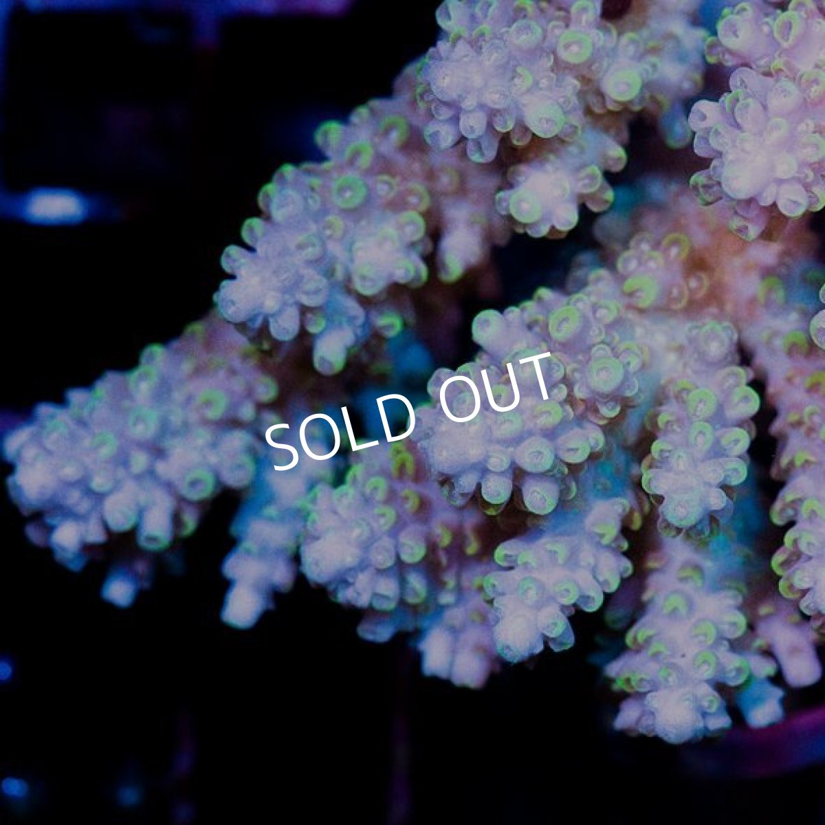 画像2: CDU Acropora sp. Ultra No.139 (2)