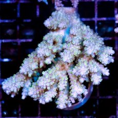 画像1: CDU Acropora Elkhorn No.142 (1)