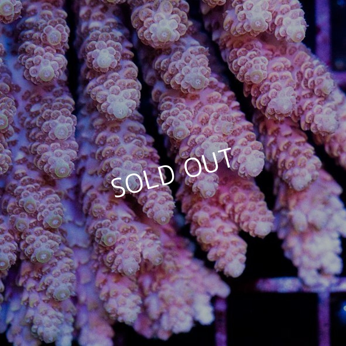 画像3: CDU Acropora sp. Ultra No.136 (3)