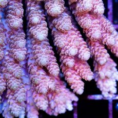 画像3: CDU Acropora sp. Ultra No.136 (3)