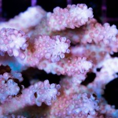 画像2: CDU Acropora sp. Ultra No.137 (2)